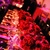 Party - Davide De Pas Pictures - Rock Love Play